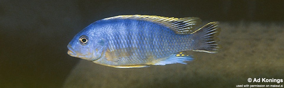 Petrotilapia microgalana 'Bandawe Point'