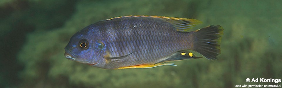 Petrotilapia microgalana 'Mbowe Island'