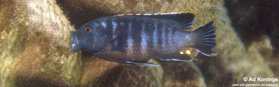 Petrotilapia nigra 'Thumbi West Island'