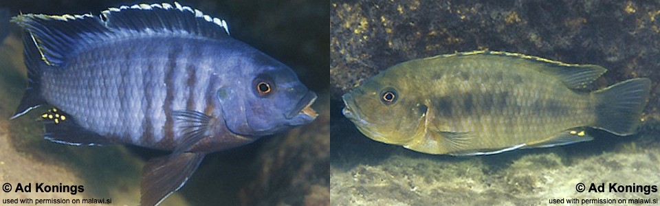 Petrotilapia nigra 'Zimbawe Rock'