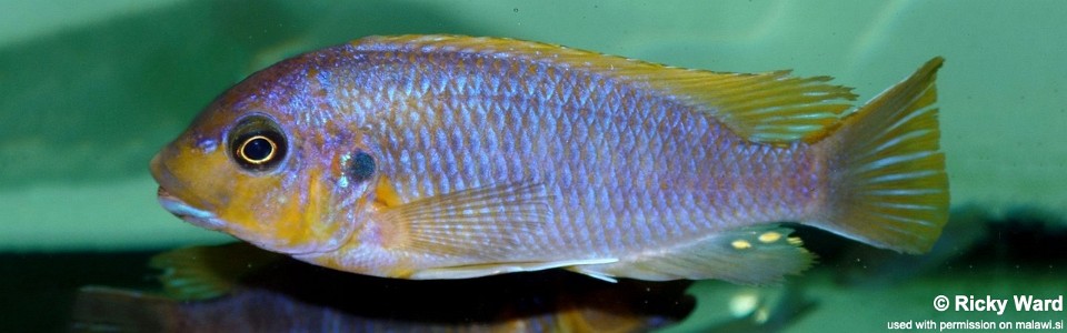 Petrotilapia palingnathos 'Chizumulu Island'