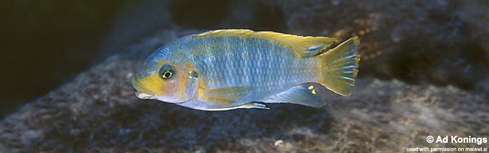 Petrotilapia palingnathos 'Taiwanee Reef'