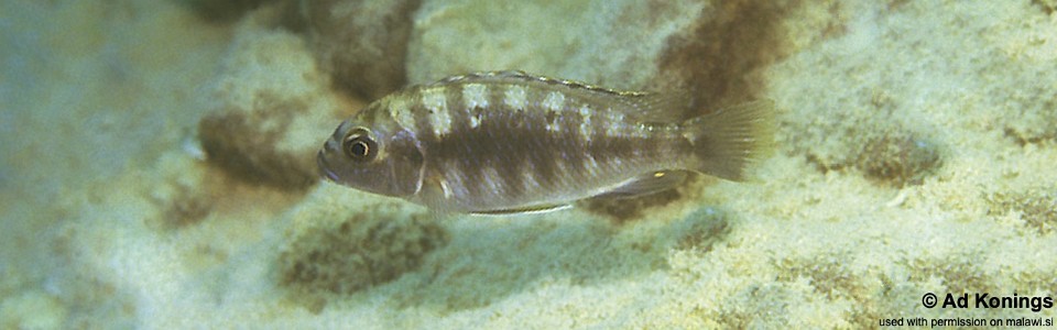 Petrotilapia pyroscelos 'Mkanila Bay'