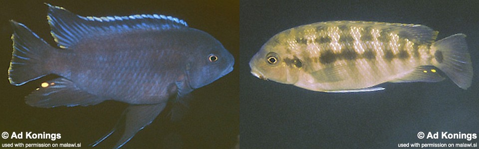 Petrotilapia sp. 'black flank' Mphanga Rocks