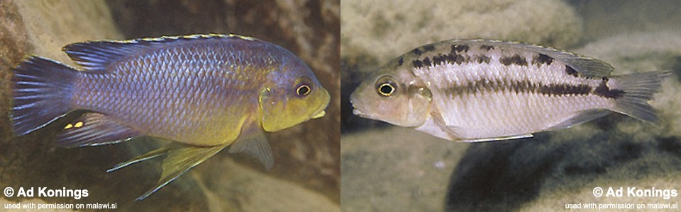 Petrotilapia sp. 'fuscous' Maleri Island