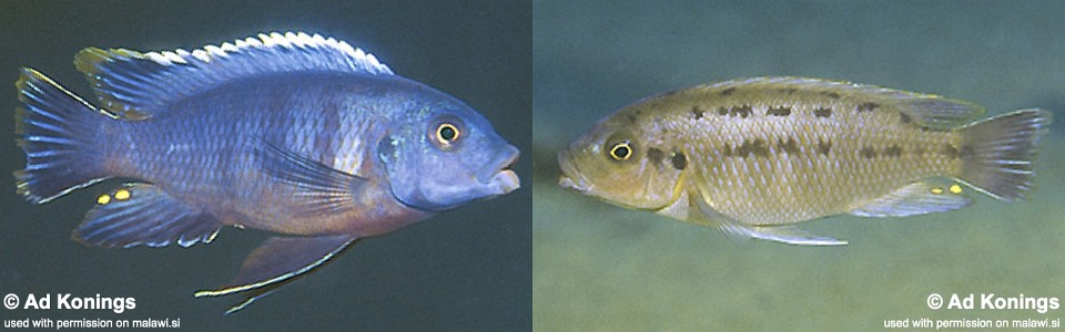 Petrotilapia sp. 'nigra tumbi' Tumbi Point