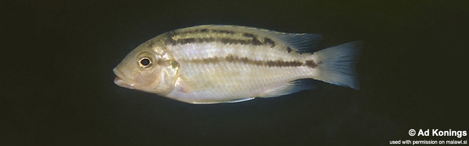 Petrotilapia sp. 'fuscous' Fuawe Island