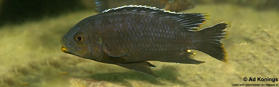 Petrotilapia sp. 'fuscous' Nakantenga Island