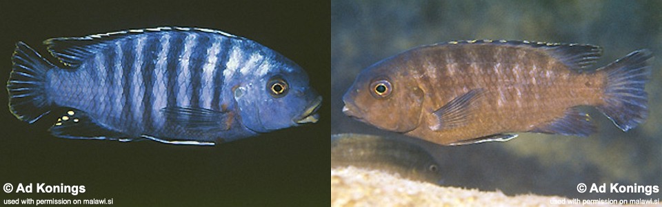 Petrotilapia sp. 'likoma barred' Ndumbi Rocks