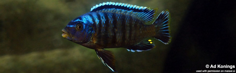 Petrotilapia sp. 'likoma barred' Taiwanee Reef