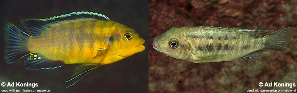 Petrotilapia sp. 'mumbo yellow' Mumbo Island