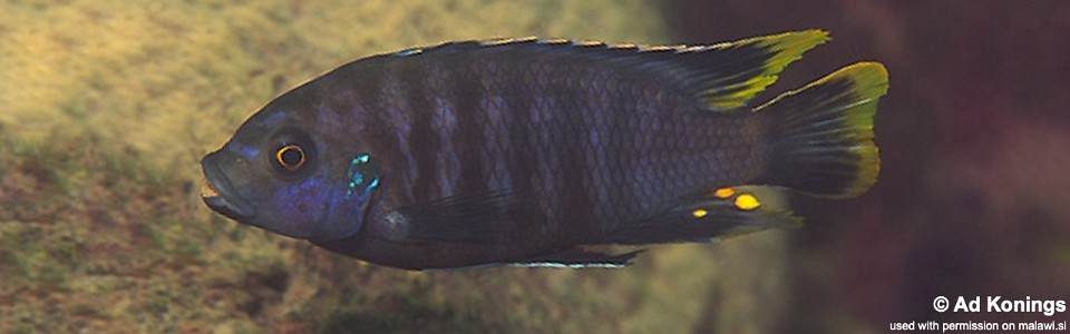 Petrotilapia sp. 'nigra tanzania' Lundu