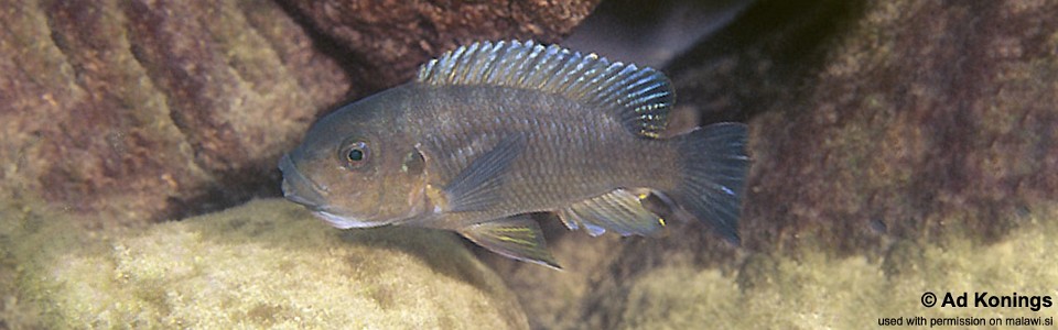 Petrotilapia sp. 'yellow chin' Chiofu