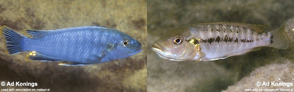 Pseudotropheus benetos 'Chitande Island'