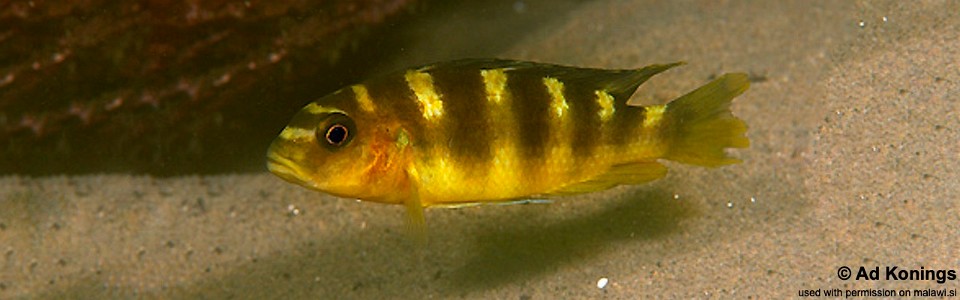 Pseudotropheus crabro 'Chiofu Bay'