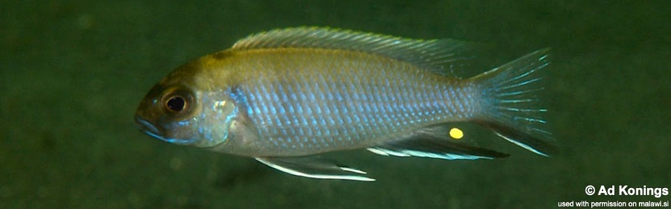 Pseudotropheus elegans 'Chitande Island'