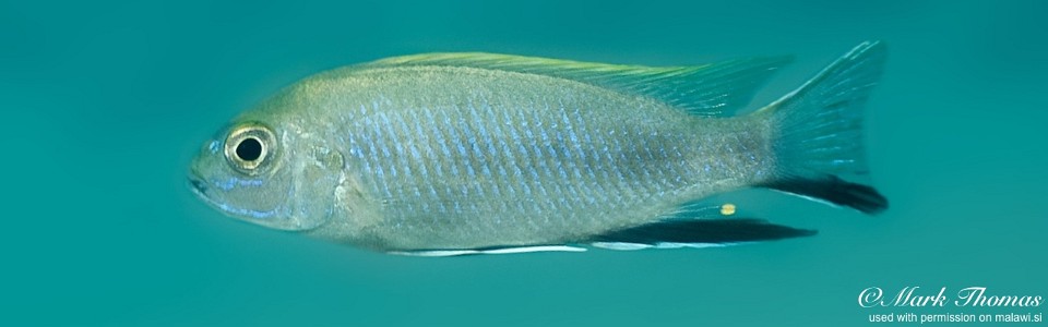 Pseudotropheus elegans 'Mdowa'