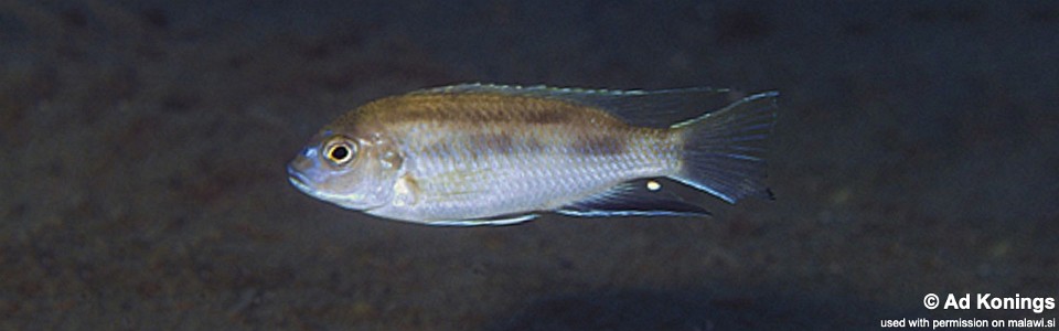 Pseudotropheus livingstonii 'Gome Rock'