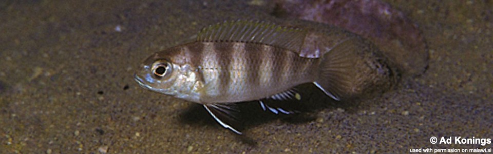 Pseudotropheus livingstonii 'Likoma Island'