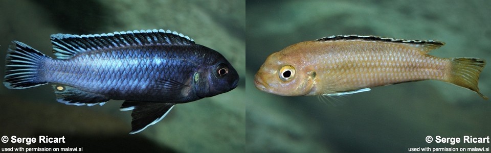 Pseudotropheus perileucos 'Membe Point'