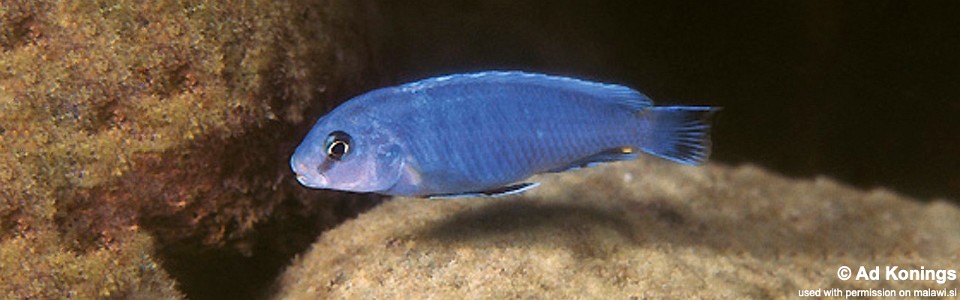 Pseudotropheus perspicax 'Charo'