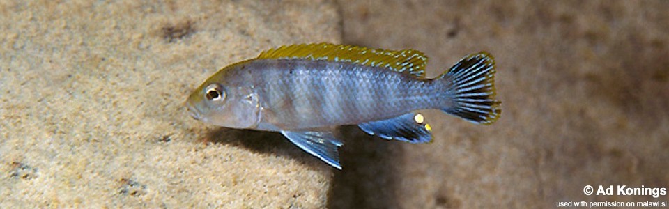 Pseudotropheus perspicax 'Mara Rocks'