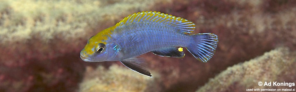 Pseudotropheus perspicax 'Mbowe Island'