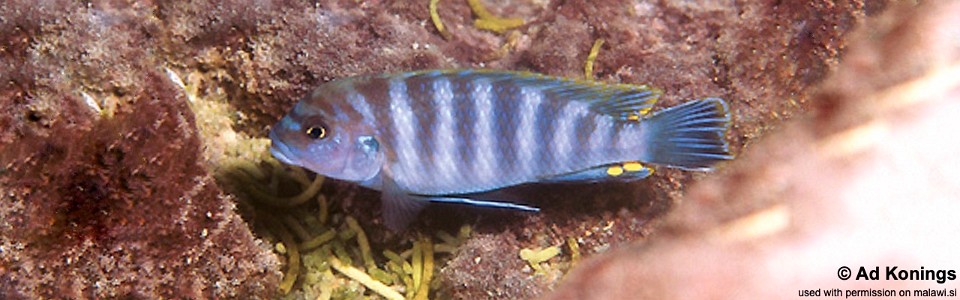 Pseudotropheus perspicax 'Mphanga Rocks'