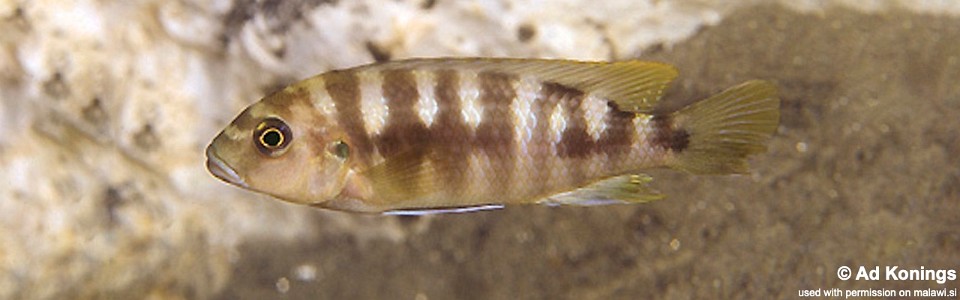 Pseudotropheus sp. 'crabro blue' Chitande