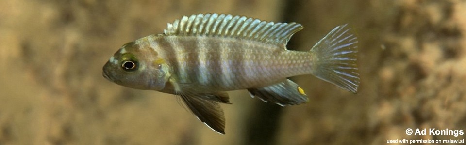 Pseudotropheus sp. 'perspicax likoma' Masimbwe Island