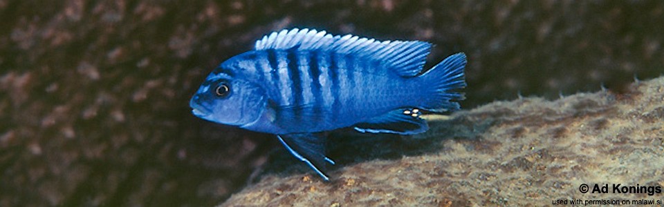 Pseudotropheus sp. 'perspicax tanzania' Njambe