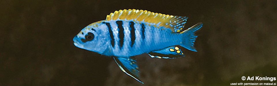 Pseudotropheus sp. 'perspicax tanzania' Puulu Island