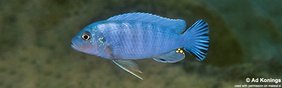 Pseudotropheus sp. 'socolofi nkolongwe' N'kolongwe