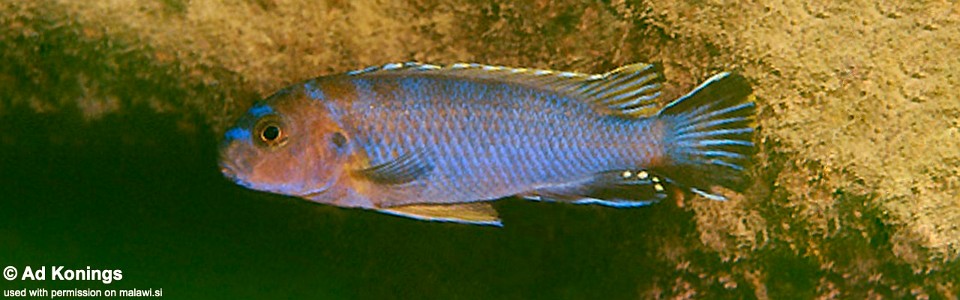 Pseudotropheus sp. 'variable kande' Kande Island