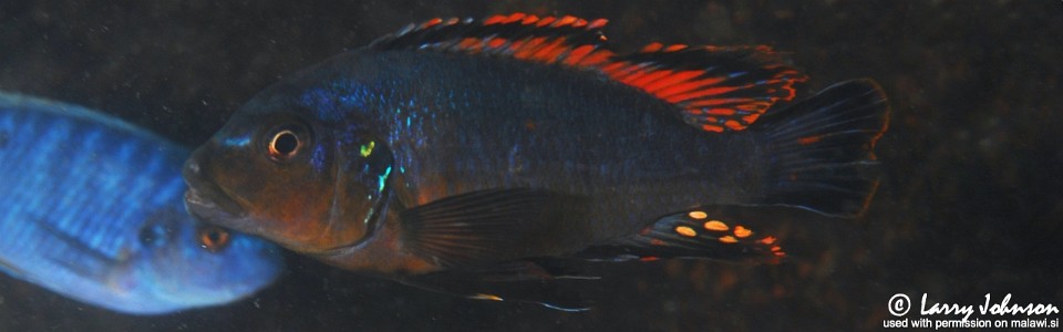 Pseudotropheus sp. 'williamsi maleri' Nankoma Island