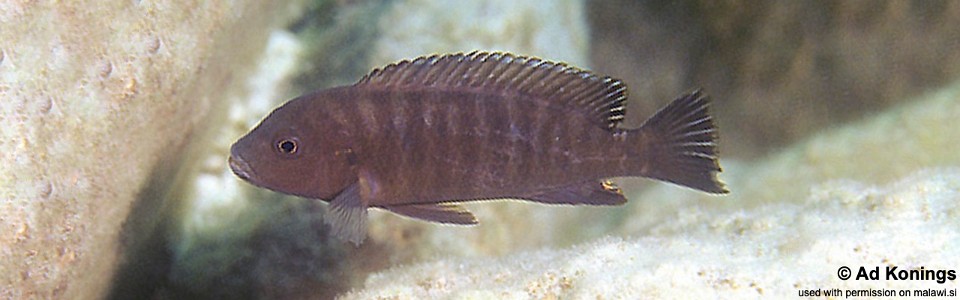 Pseudotropheus sp. 'aggressive grey' Masimbwe Island