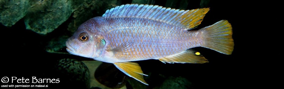 Pseudotropheus sp. 'aggressive yellow fin' Chizumulu Island