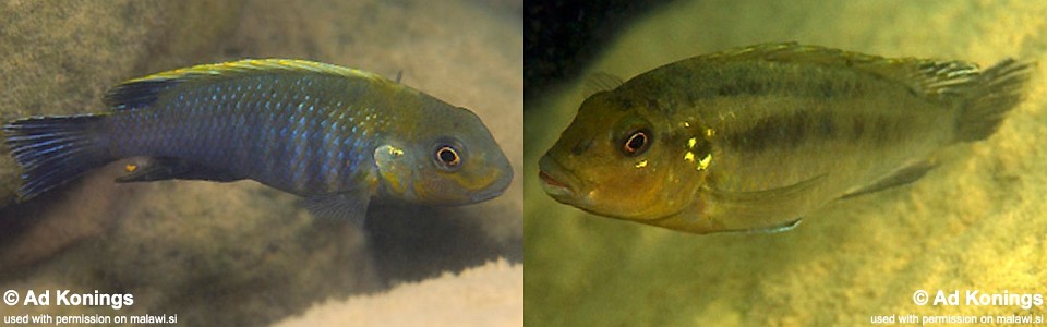 Pseudotropheus sp. 'lucerna brown' Mphande Island