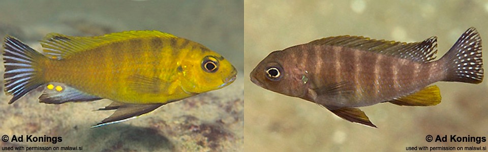 Pseudotropheus sp. 'perspicax hara' Gallireya Reef