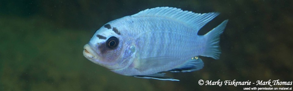 Pseudotropheus sp. 'perspicax tanzania' Mbamba Bay