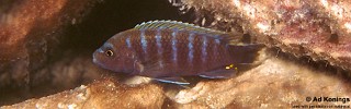 Pseudotropheus sp. 'thin stripe' Maingano Island.jpg