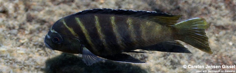 Pseudotropheus sp. 'three peaks' Three Peaks Reef