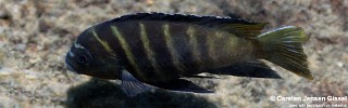 Pseudotropheus sp. 'three peaks' Three Peaks Reef.jpg