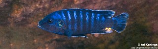 Pseudotropheus sp. 'tursiops mbenji' Mbenji Island.jpg