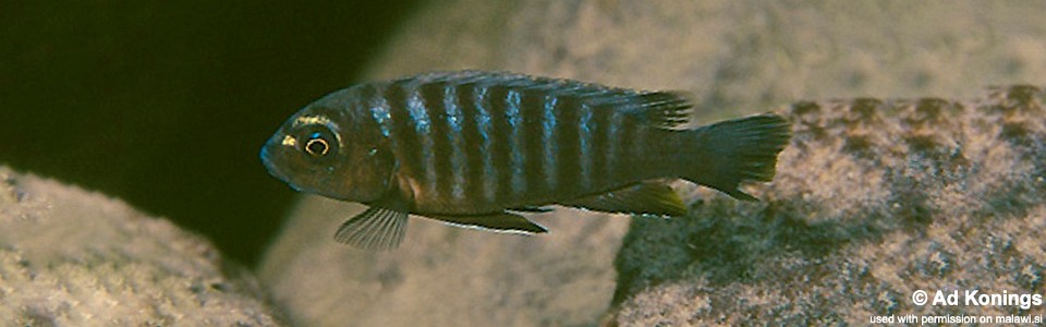 Pseudotropheus sp. 'variable mozambique' Chinuni