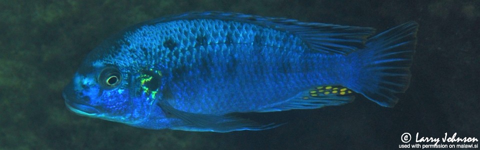 Pseudotropheus sp. 'williamsi makanjila' Penga Penga Island