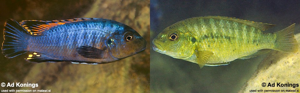 Pseudotropheus sp. 'williamsi maleri' Nakantenga Island