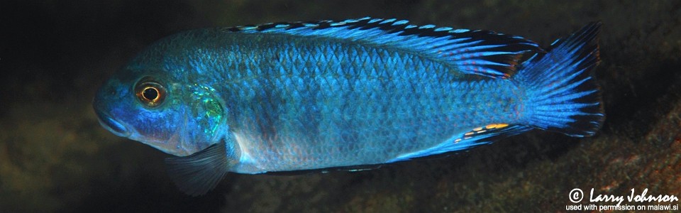 Pseudotropheus williamsi 'Maingano Island'