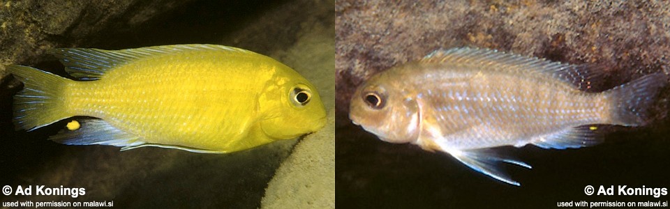 Tropheops macrophthalmus 'Chitande Island'