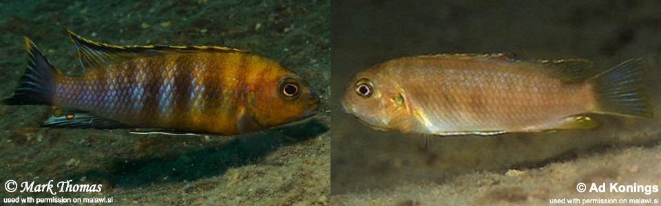 Tropheops sp. 'gracilior nankumba' Domwe Island